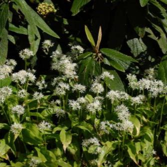 Allium Ursinum