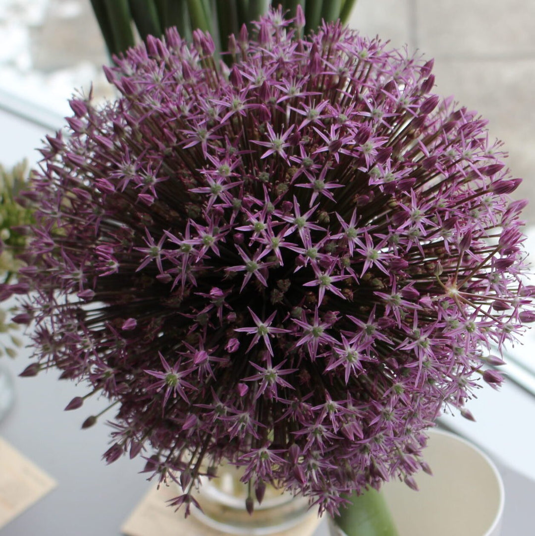 Allium stipitatum