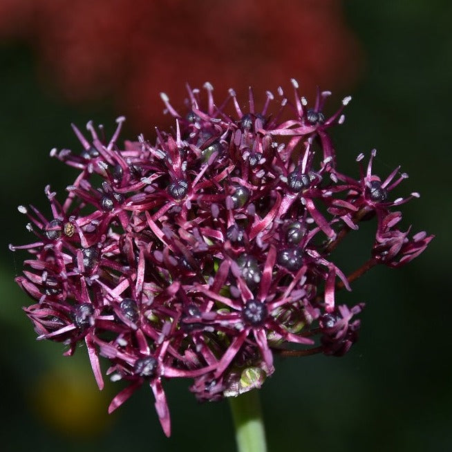 Allium atropurpureum