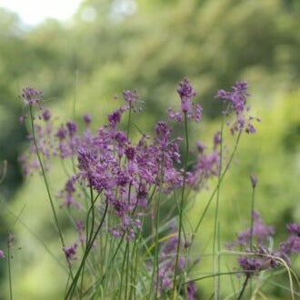 Allium carinatum ssp. pulchellum