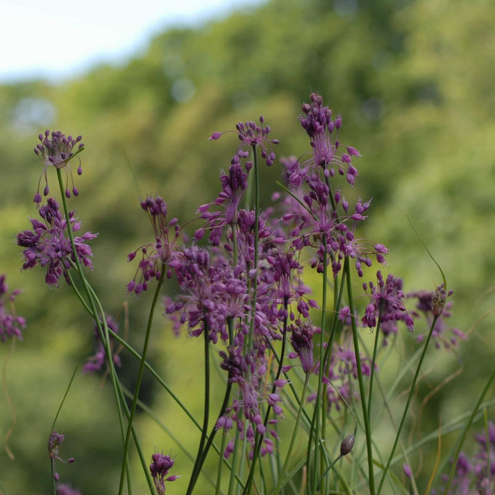 Allium carinatum ssp. pulchellum