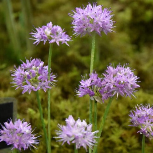 Allium carolianum 'Rose Dream'