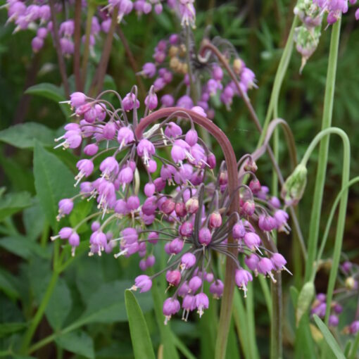 Allium cernuum