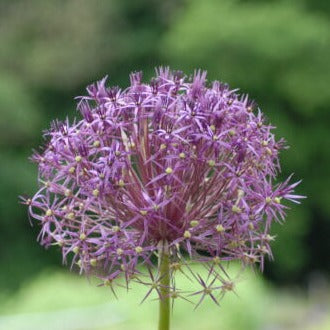 Allium cristophii