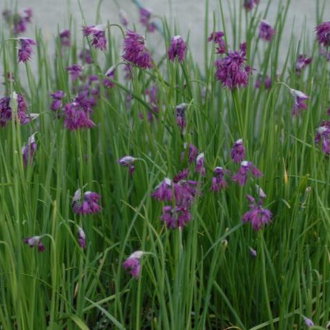 Allium cyathophorum var farreri