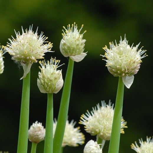 Allium fistulosum