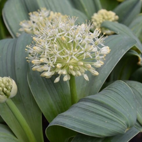 Allium karataviense 'Ivory Queen'