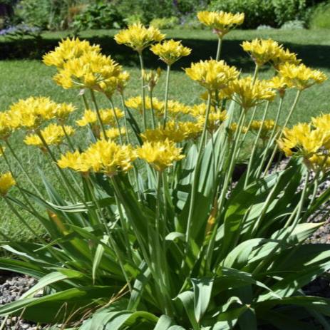 Allium moly 'Jeannine'