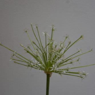 Allium schubertii 'Arctic Snow'