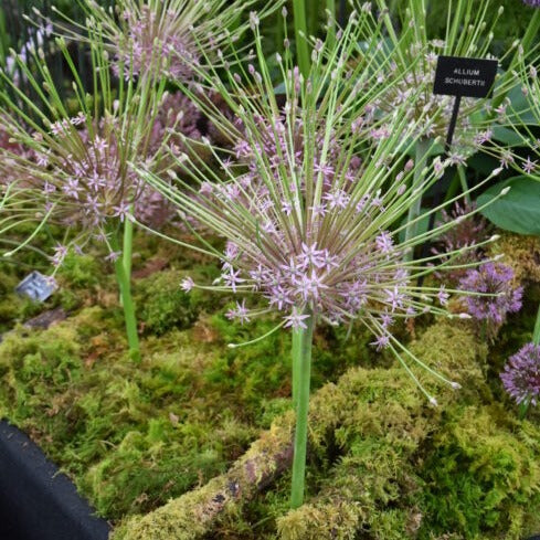 Allium schubertii