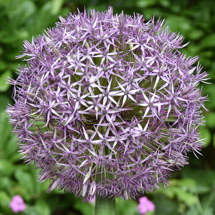 Allium 'Universe' Bulbs