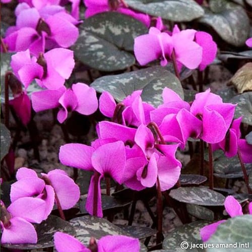 Cyclamen alpinum (Alpine Cyclamen) Bulbs
