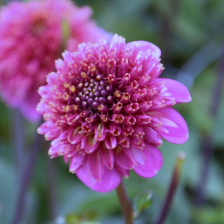 Buy Dahlia 'Fenna Baaij' Tubers online