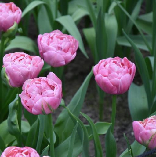 Tulip 'Amazing Grace'