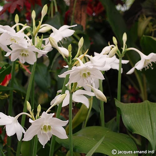 Buy Eucharis amazonica 'Amazon Lily' Bulbs online