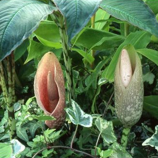 Buy Amorphophallus bulbifer Tubers online