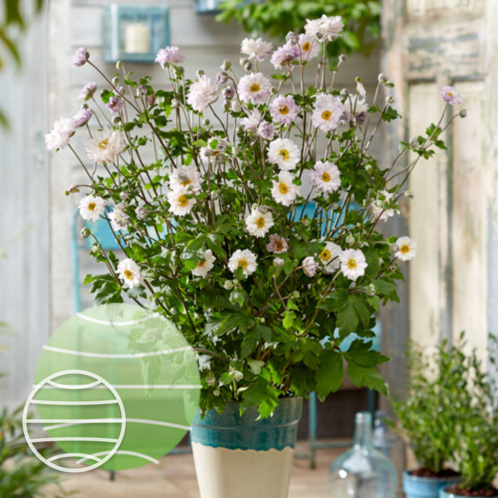 Anemone 'Frilly Knickers'