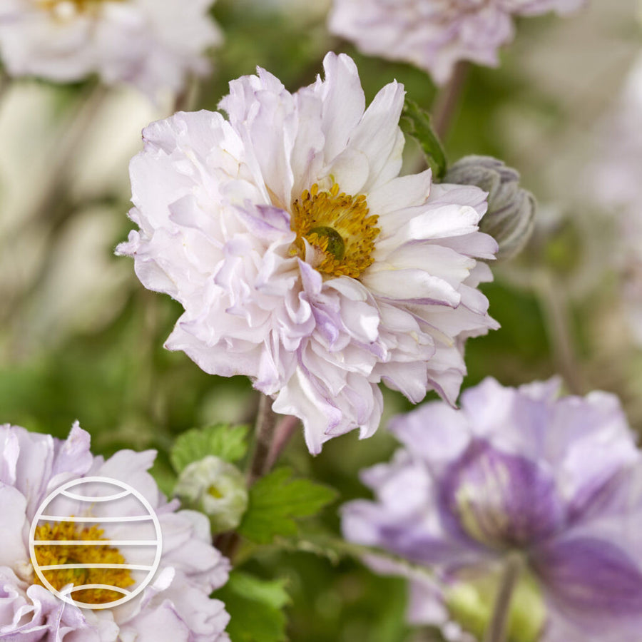 Anemone 'Frilly Knickers'