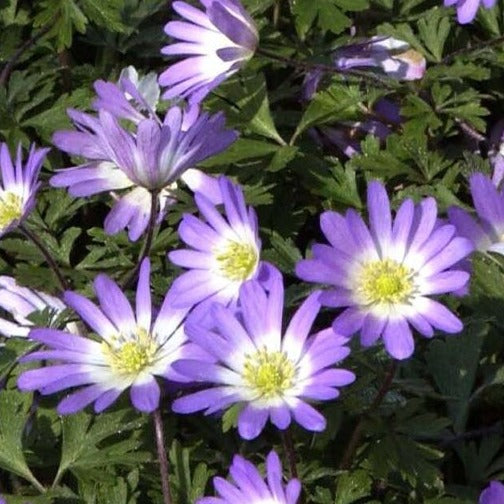 Anemone blanda 'Violet Star'