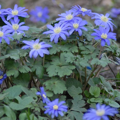 Anemone blanda 'Blue Shades'