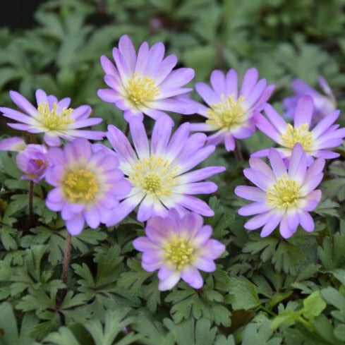 Anemone blanda 'Charmer'