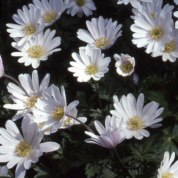 Anemone blanda 'White Splendour' Bulbs