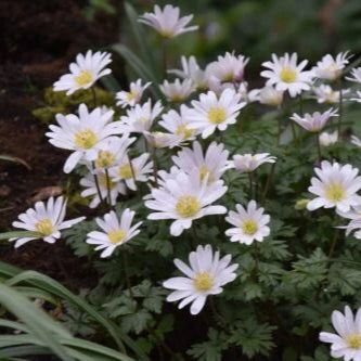 Anemone blanda 'White Splendour' Bulbs