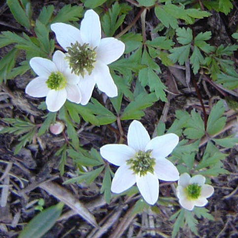 Anemone nemorosa 'Green Fingers' Bulbs