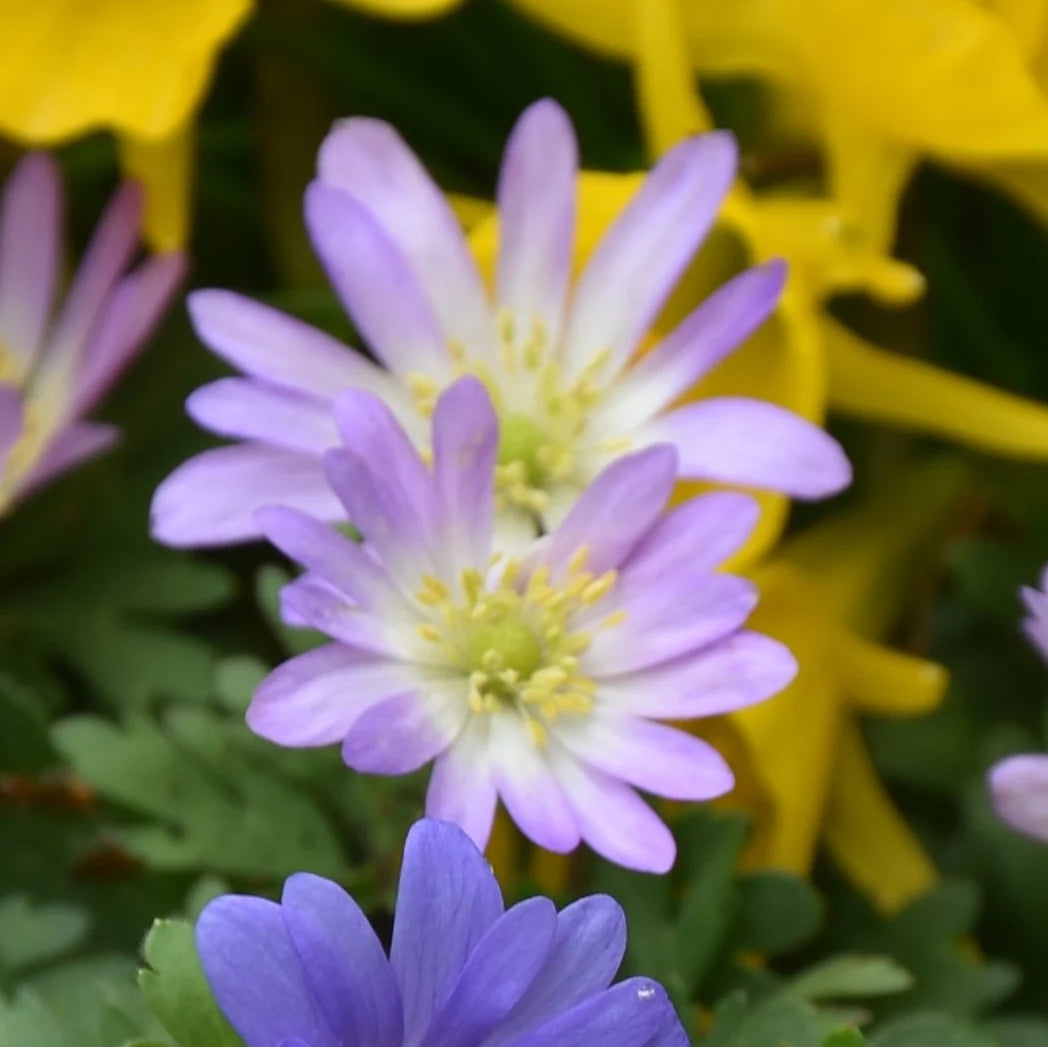 Anemone blanda var. rosea Corms