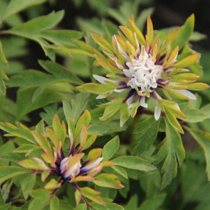 Anemone nemorosa 'Monstrosa' Bulbs