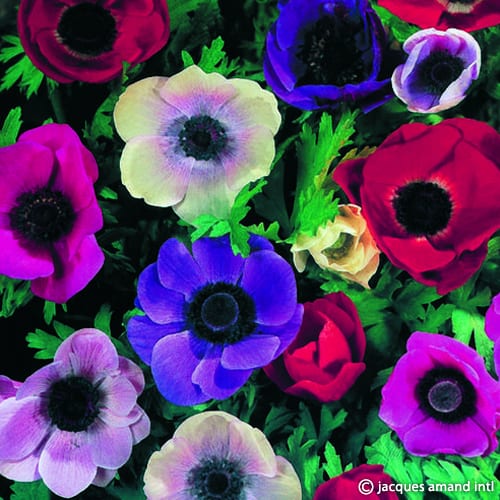 Anemone coronaria (De Caen Group) Mix Bulbs