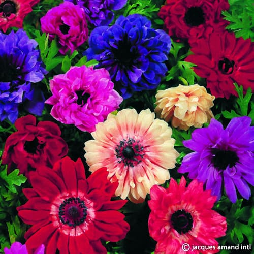 Anemone coronaria (St. Brigid Group) Mix Bulbs