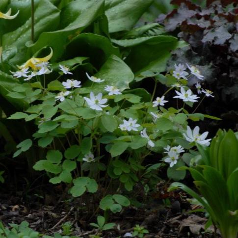 Anemonella thalictroides