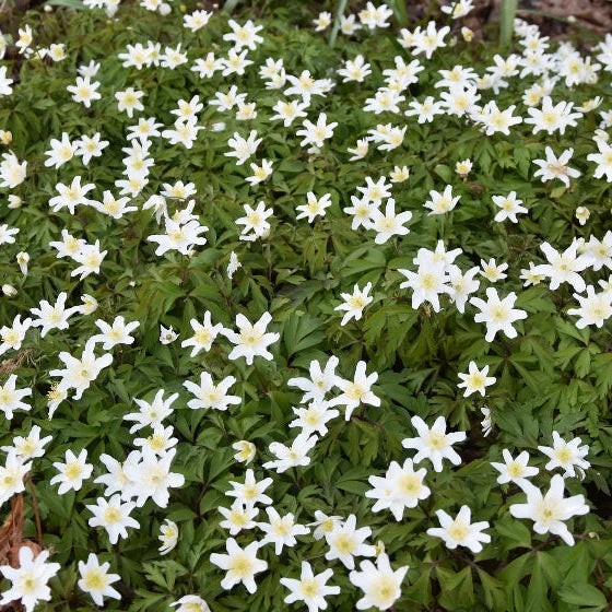Anemone nemorosa