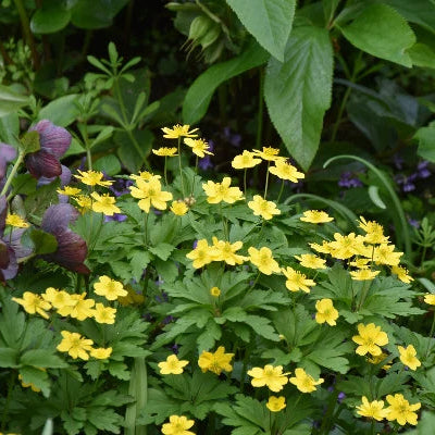 Anemone ranunculoides (Yellow Anemone) Corms