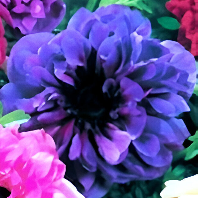 Anemone coronaria (St. Brigid Group) 'Mt. Everest' Bulbs