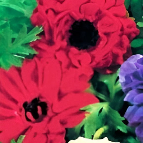 Anemone coronaria (St. Brigid Group) 'The Governor' Bulbs