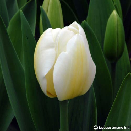 Tulip 'Angels Wish'