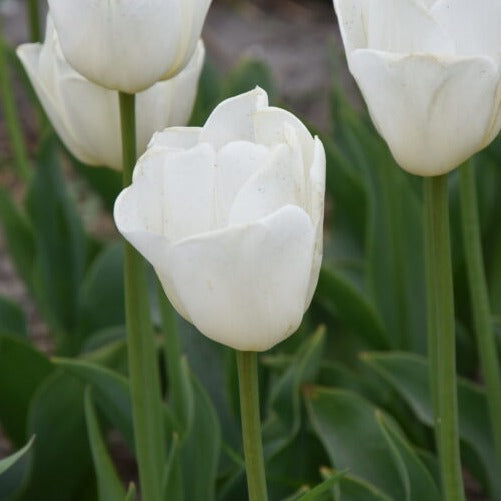 Tulip 'Antarctica'