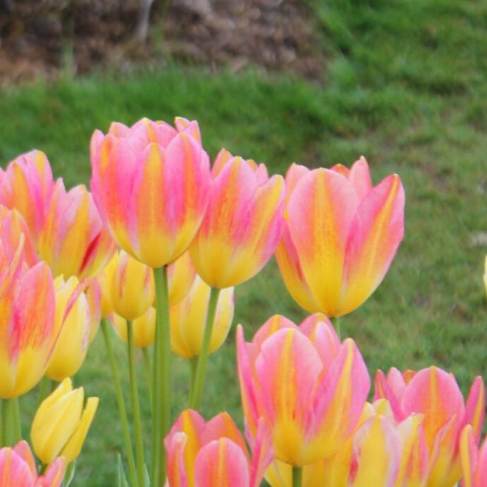 Tulip 'Antoinette'