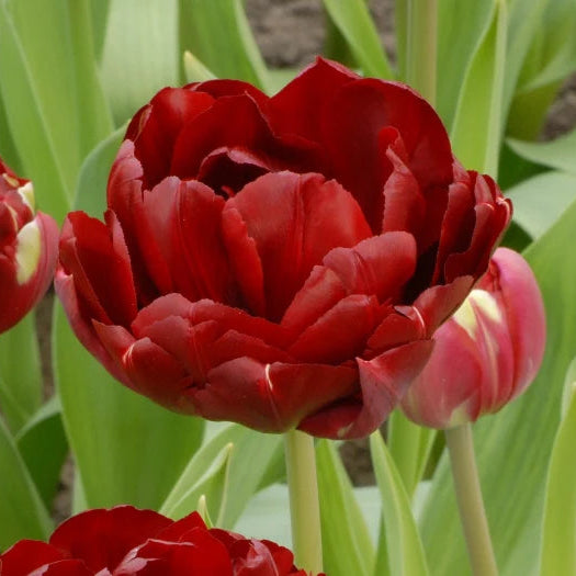 Tulipa 'Antraciet' Bulbs