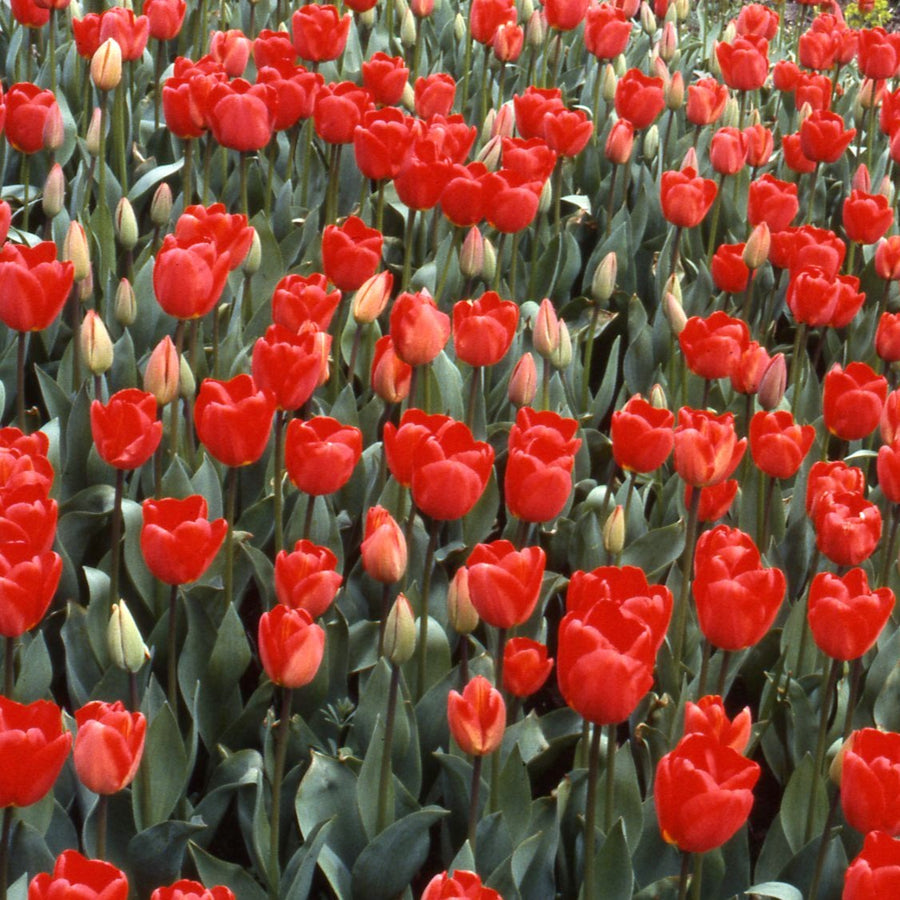 Tulip 'Apeldoorn'