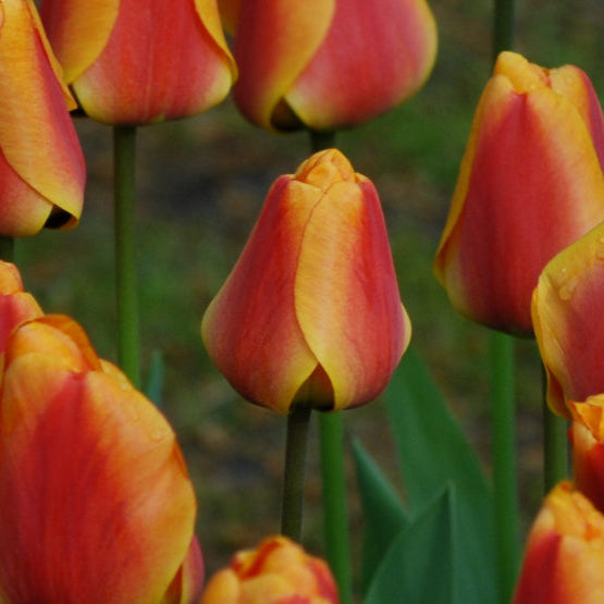 Tulip 'Apeldoorn Elite' Bulbs