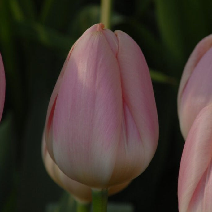 Tulip 'Apricot Delight'