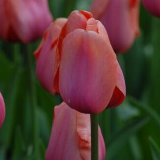 Tulip 'Apricot Impression'