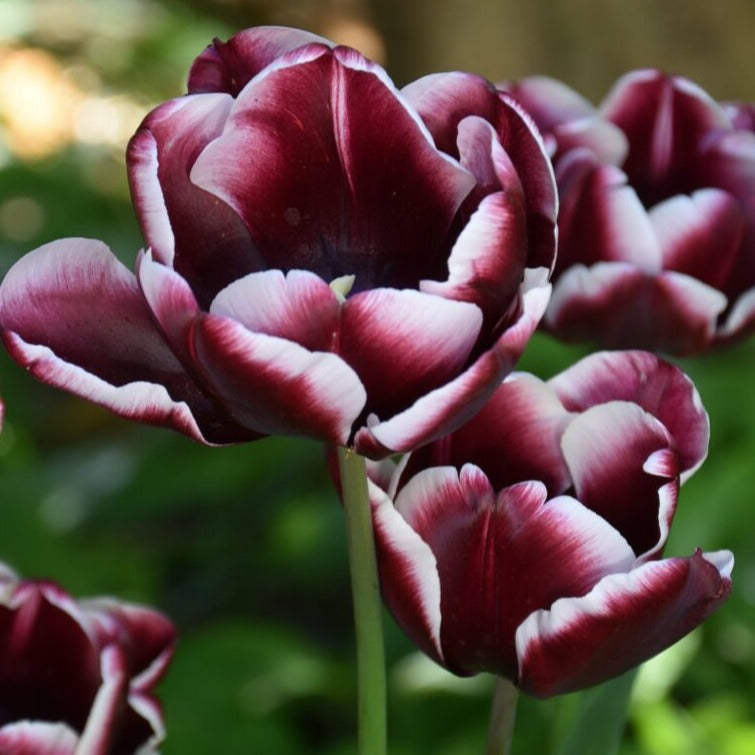 Tulip 'Arabian Mystery'
