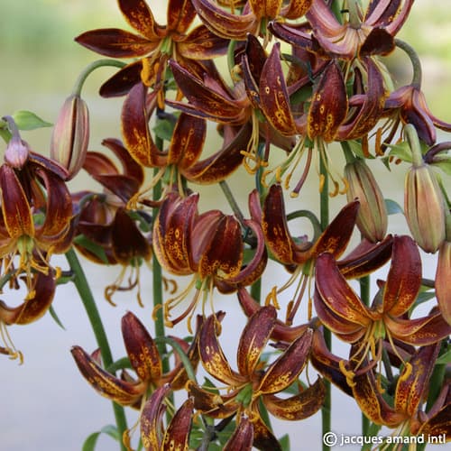 Lilium martagon 'Arabian Night'