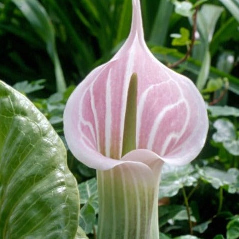 Arisaema candidissimum