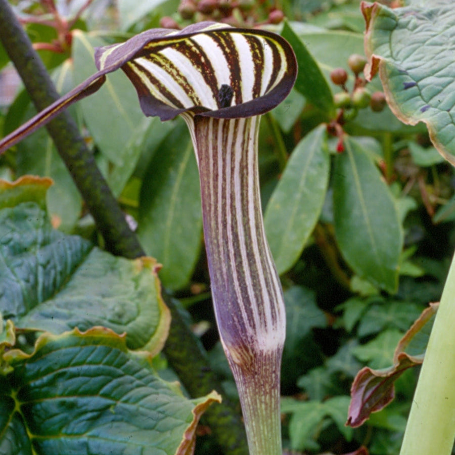 Arisaema concinnum