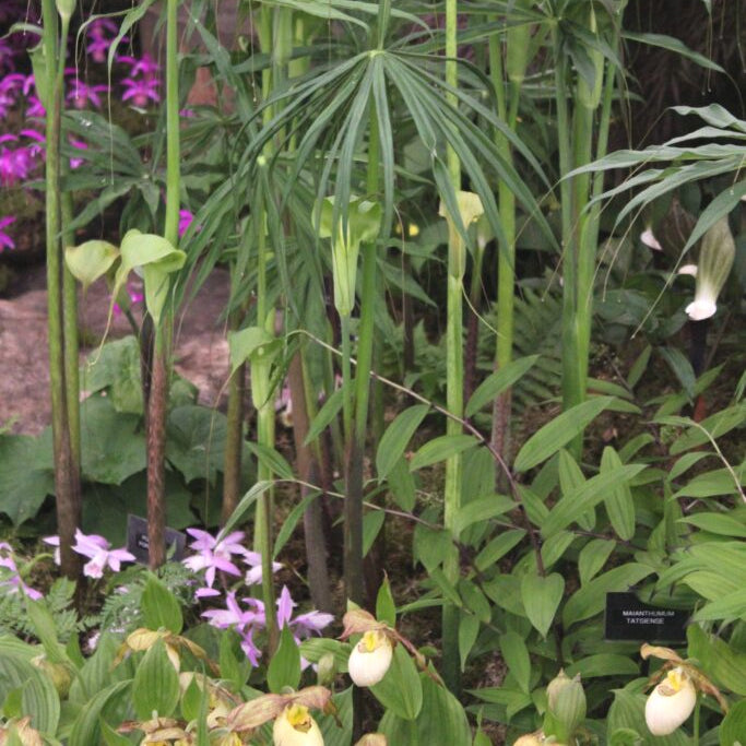 Arisaema consanguineum